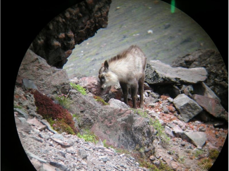 【長野・蓼科】山歩きしながらカモシカを探そう！カモシカ探索トレッキングの紹介画像