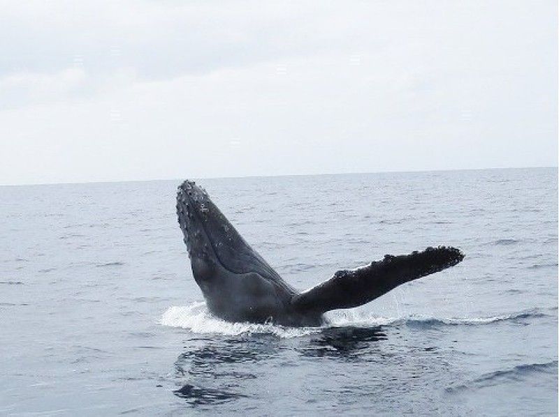 【沖縄・本部発:美ら海水族館近く】迫力満点!ホエールウォッチング&パラセーリング