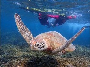 海亀シュノーケリングツアー（2時間）☆ツアー高画質写真プレゼント☆