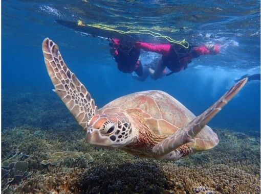 Sea turtle snorkeling tour (2 hours) ☆ Tour high-quality photo gift ☆の画像