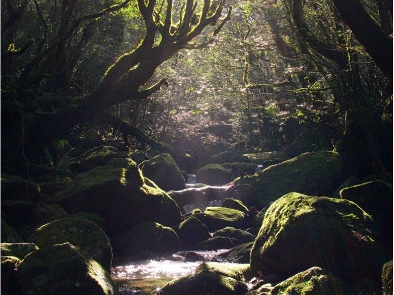 【鹿児島・屋久島】幻想的な苔むす森へ! 白谷雲水峡ツアー( 太鼓岩までの往復)