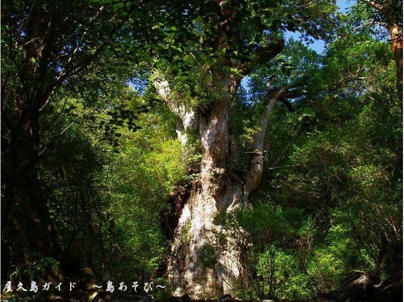 【鹿児島・屋久島】屋久島に来たなら絶対に訪れたい! 縄文杉ツアー