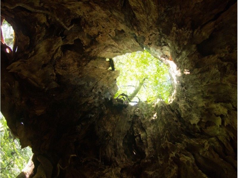 【鹿児島・屋久島】幻想的な世界「ヤクスギランドツアー」(天文の森 or 大和杉コース)