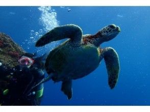 【沖縄・宮古島】ボート体験ダイビング（2ダイブ）・空いた時間にシュノーケリングフリー