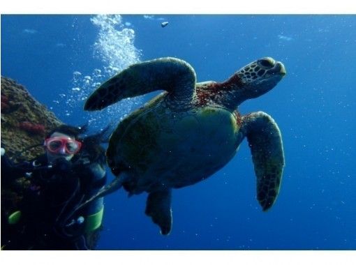 [Okinawa, Miyakojima] Boat experience diving (2 dives) - Diving in two places where one is not enough! Underwater photos included! ◆Comfortable on a large diving boat◆の画像