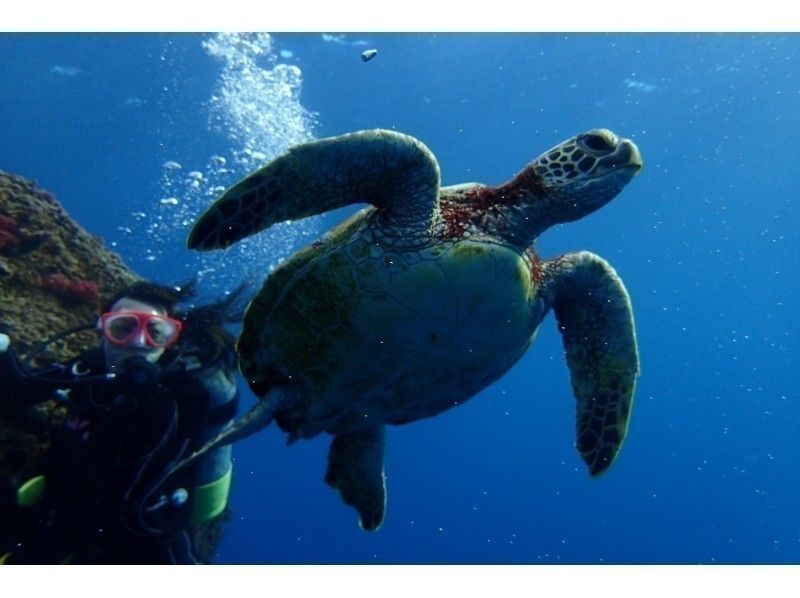 [Okinawa / Miyakojima] The most popular! Boat experience Diving (2 dives) in two places of the point is unsatisfactory by-one Diving ◆ equipment is all disinfection and sterilization ◆の紹介画像