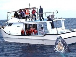 【沖縄・本部港発】ホエールウォッチング(半日コース)※全額返金制度あり※の画像