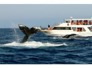 [Departing from Motobu Port, Northern Okinawa] Winter-only whale watching (half-day course) near Churaumi Aquarium! ★No. 1 in number of guests on board in northern Okinawa★The largest cruiser in the north★