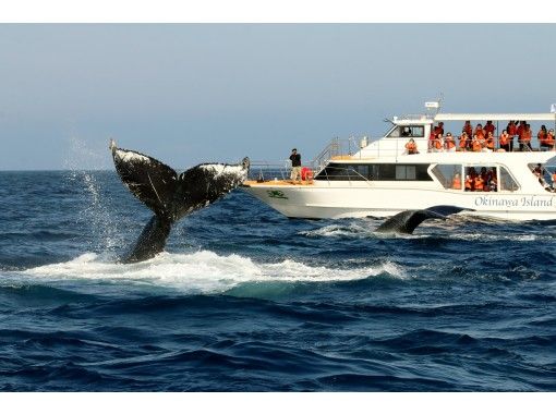 [โอกินาว่า/ท่าเรือโมโตบุ] ดูปลาวาฬจำนวนจำกัดในฤดูหนาว (หลักสูตรครึ่งวัน) ใกล้พิพิธภัณฑ์สัตว์น้ำชูราอุมิ! ★แขกหมายเลข 1 บนเรือโอกินาว่าตอนเหนือ★の画像