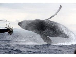【沖縄・本部港発】ホエールウォッチング半日コース(美ら海水族館チケット付き)※全額返金制度あり※の画像