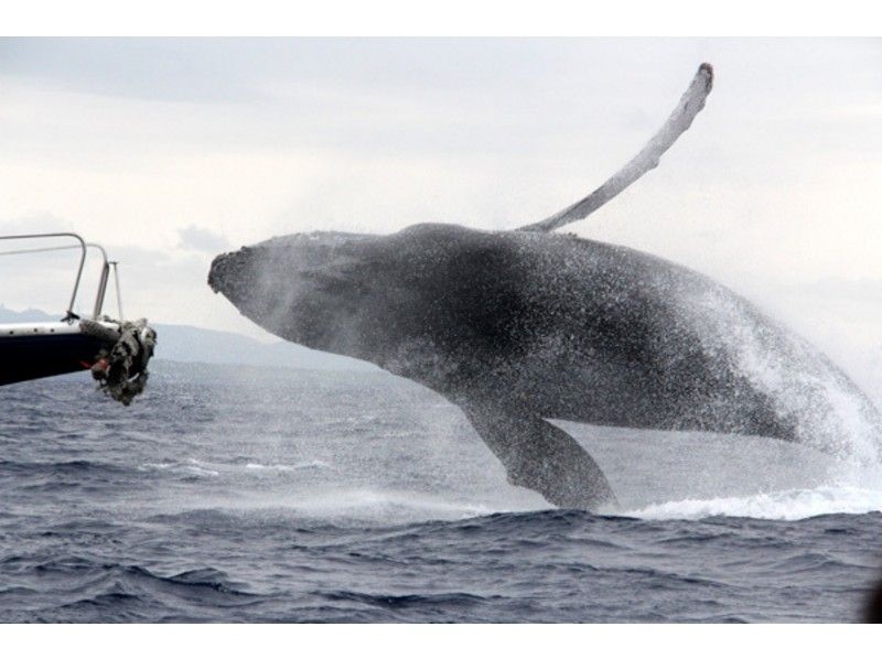 【沖縄・本部港発】ホエールウォッチング半日コース(美ら海水族館チケット付き)※全額返金制度あり※