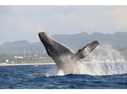 [从冲绳/本部港出发] <地区优惠券经销商> 观鲸（上午和下午的航班）の画像