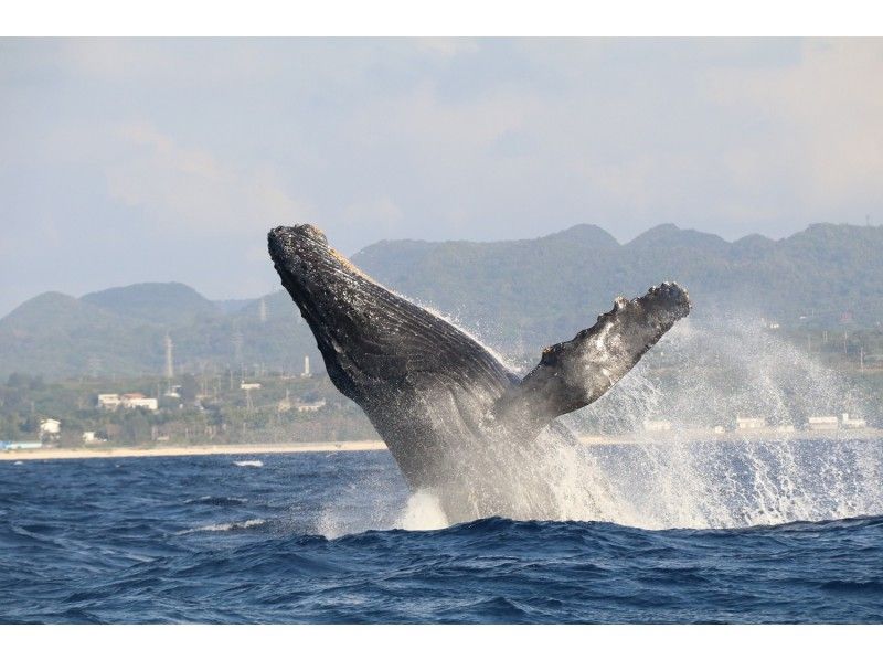 [จากท่าเรือโอะกินะวะ/โมโตบุ] <ตัวแทนจำหน่ายคูปองระดับภูมิภาค> ดูปลาวาฬ (ทั้งเที่ยวบินในตอนเช้าและตอนบ่าย)の紹介画像