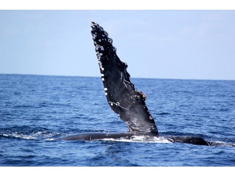 【沖縄・本部港発】ホエールウォッチング(1日コース)※全額返金制度あり※