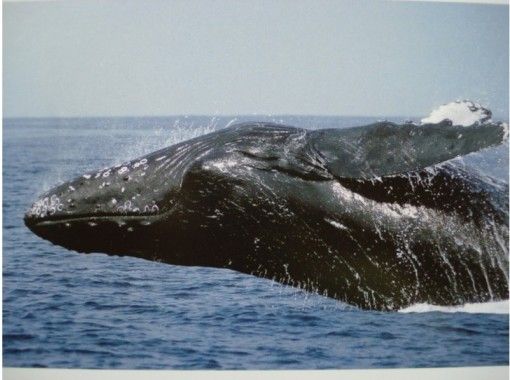 【那覇発・半日・AM便】ホエールウォッチングツアー♪20,000名の乗船実績！那覇市内送迎あり★の画像