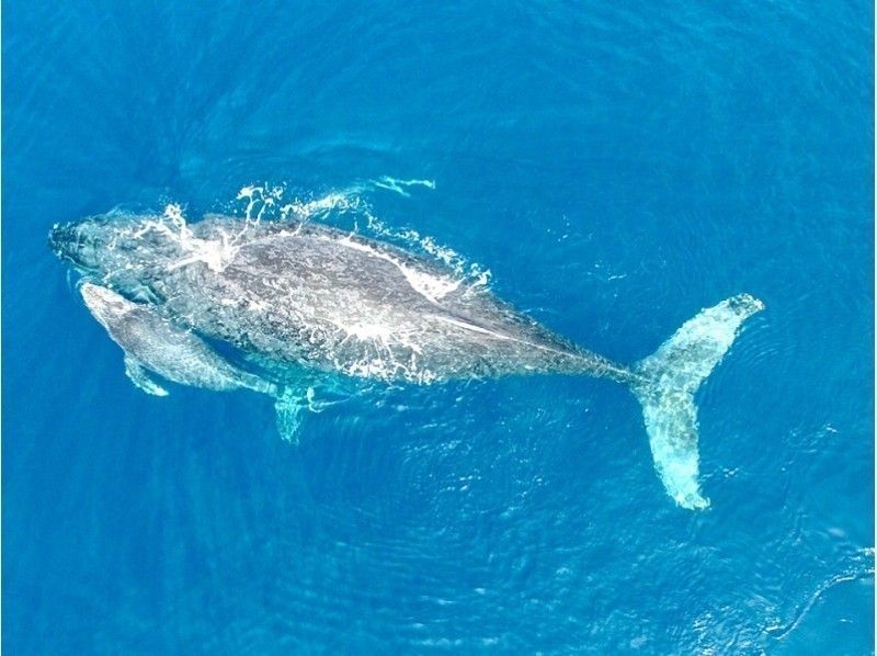 冲绳的セルリアンブルー(Cerulean　Blue　OKINAWA)主催的观赏鲸鱼ツアー在遭遇したクジラ