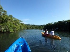 【沖縄・石垣島】カヤックで行く！大自然マングローブ探検☆１時間お気軽コース！