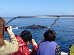2018年受付開始!【沖縄・那覇北マリーナ発】ホエールウォッチング特典付きツアー!の画像