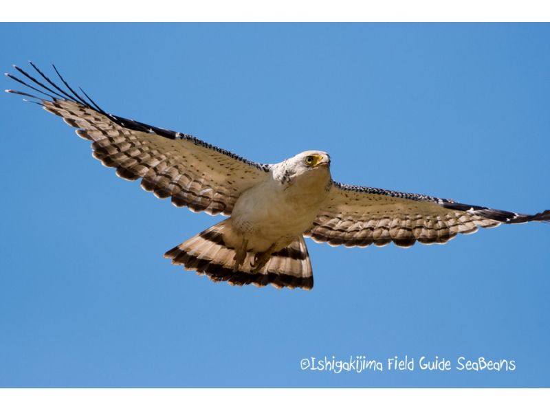 【沖縄・石垣島】石垣島ここだけ!バードウオッチング&野鳥撮影ツアー【半日コース】