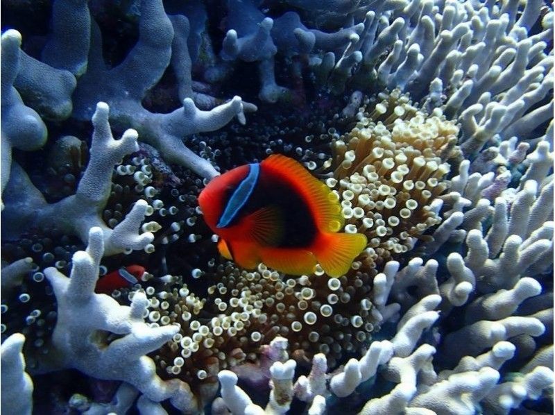 沖縄 石垣島 サンゴお花畑をシュノーケリング アクティビティジャパン