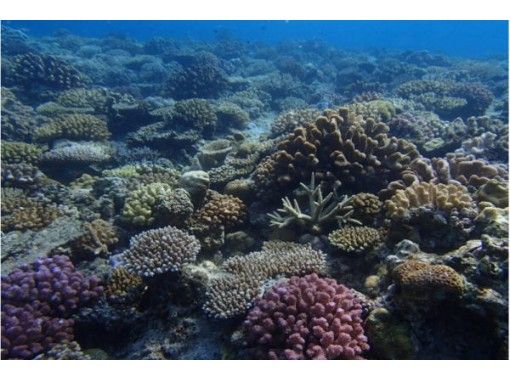 【Okinawa · Honbu-cho】 To the coral field in the unexplored area! C Courseの画像