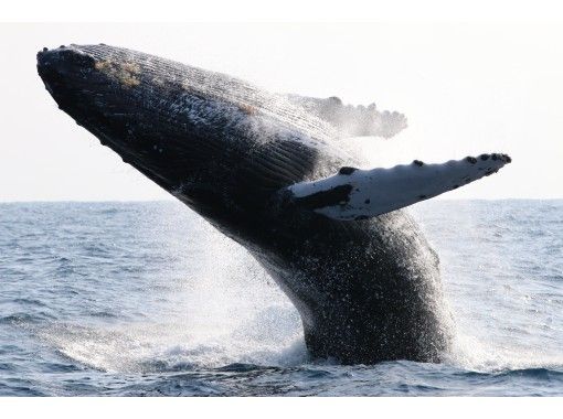 [Northern Okinawa, Motobu] Winter only! Luxury whale watching for small groups, dogs allowed on board, morning/afternoon plan, free transfers availableの画像