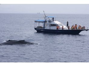 アシビーブルー(DIVING SERVICE ASHIBEE BLUE)