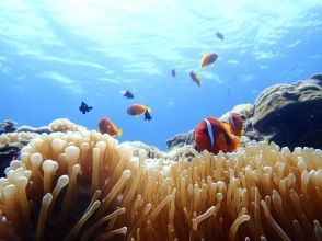 [Half-day enjoyment, experience diving! ! ] Experience diving where you can enjoy both the blue cave and coral reefs!