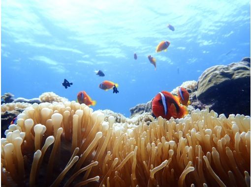 【半日満喫、体験ダイビング！！】青の洞窟とサンゴ礁の両方を楽しめる体験ダイビング！の画像