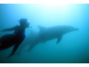 [Ishikawa/Noto] Swim with wild dolphins! ! A thrilling experience for you ☆*:.[Snorkel]の画像