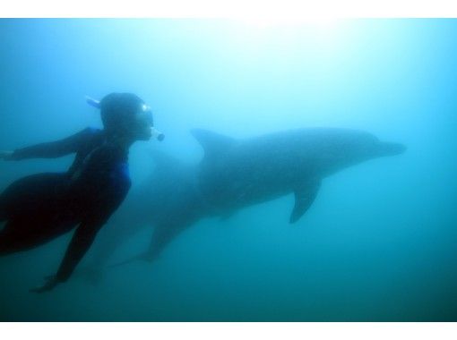 [Ishikawa/Noto] Swim with wild dolphins! ! A thrilling experience for you ☆*:.[Snorkel]の画像