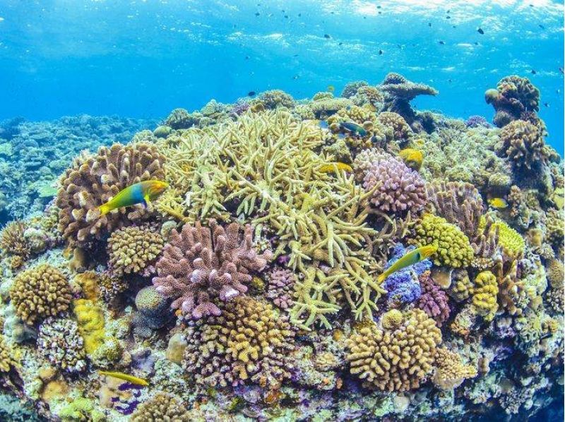 【沖縄・恩納村】PADIオープンウォーター〔最短2日間＋事前学習コース〕