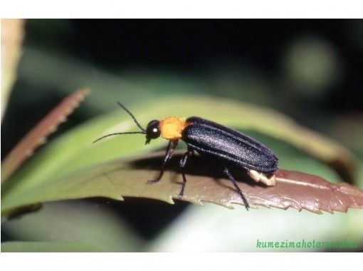 【Okinawa · Kumejima】 Let's go see valuable fireflies! [Kumesima firefly observation society]の画像