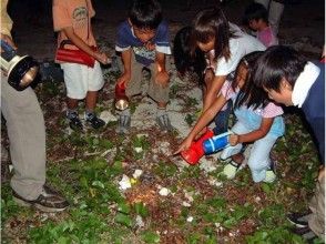 【沖縄・久米島】夜の海で探索！「オカヤドカリ観察会」環境学習と保全再生活動に携わる専門ガイドが案内します！の画像