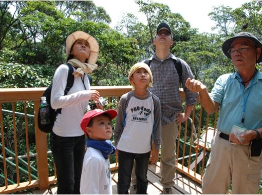 [Okinawa / Kunigami Village] Take a walk in the forest of Yanbaru! "Nature Trail Guide Walk"の画像