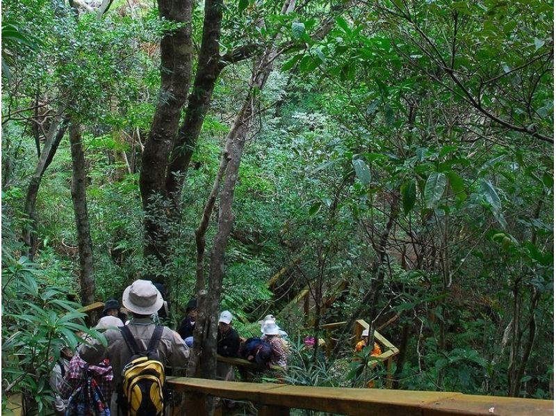 [Okinawa-Kunigami Village] ★ May-Oct. Limited ★ river and forest whole expeditionary party [guide walk + lunch + jungle canoe]の紹介画像