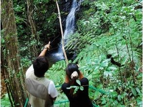 [Okinawa / Kunigami Village] Guide guides you through the forest of Yanbaru "River Song Guide Walk"