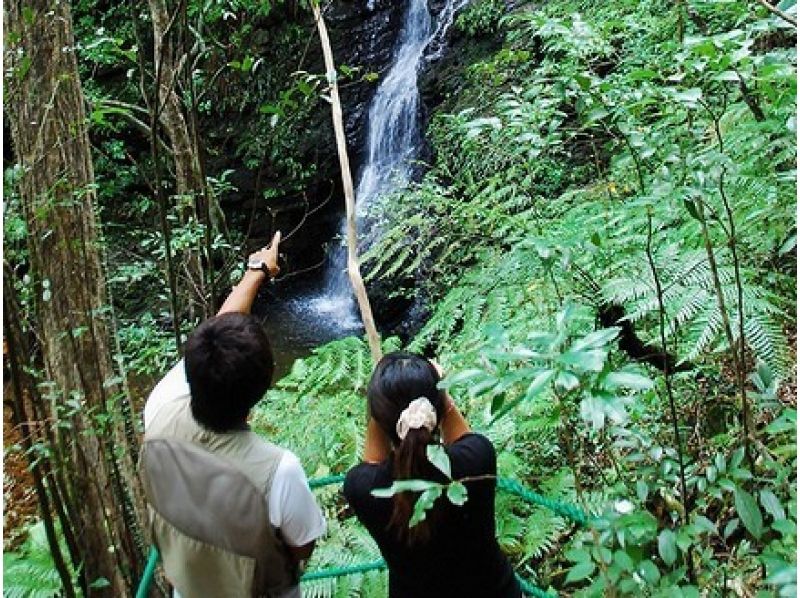 [Okinawa / Kunigami Village] Guide guides you through the forest of Yanbaru "River Song Guide Walk"の紹介画像