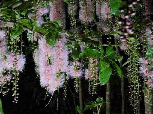 [Okinawa, Naha] tropical flowers "barringtonia walk" blooming night guide of the night of the cherry-blossom viewing walk in the guide!の画像