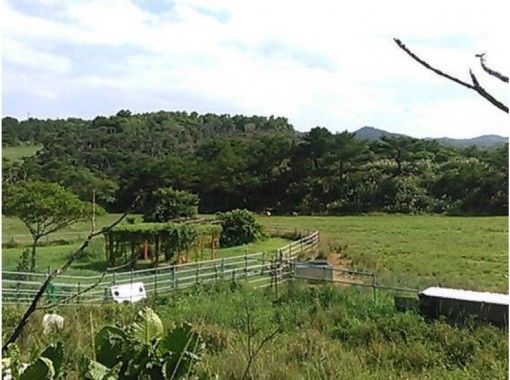 [Okinawa ・ O Gimi village] ~ at the ranch ☆ ranch guidance & milk experience experience (4 persons-OK · 2000 yen/Man)の画像