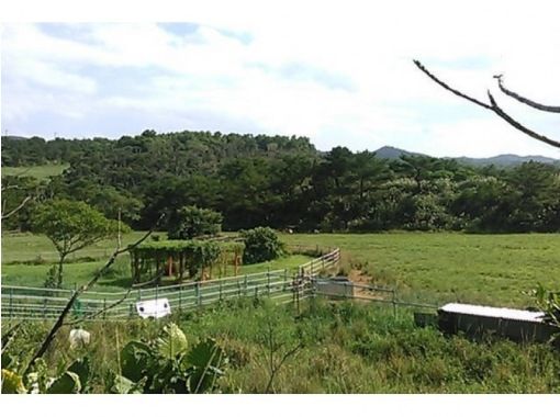 [Ogimi, Ogimi Village] Relax at the ranch! Ranch inspection (6 people-OK, 1000 yen / person)の画像