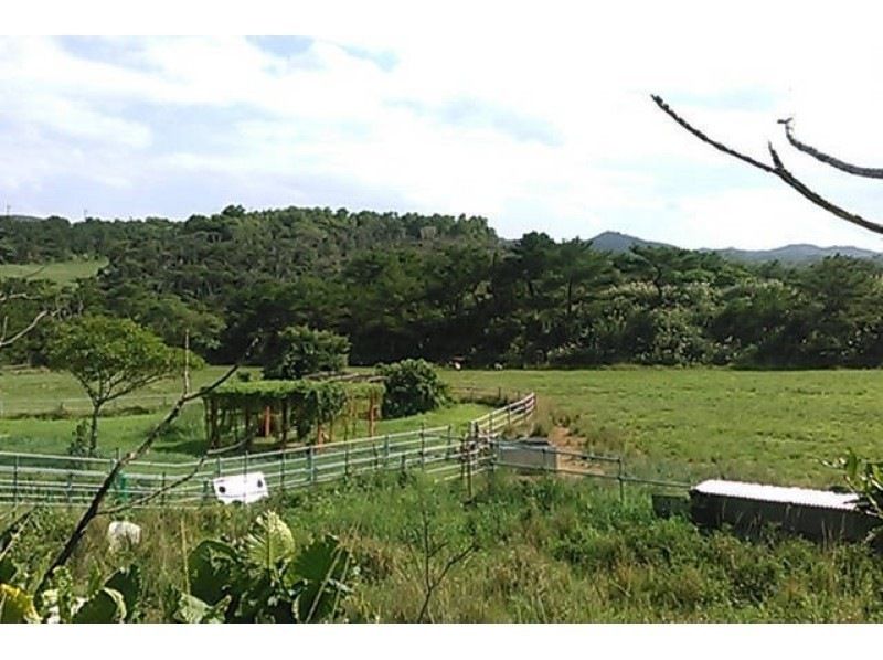 [沖縄·Ogimi村]在牧場放鬆一下！農場參觀（8人 - 好·1000日元/人）の紹介画像