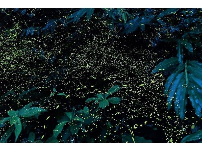 【沖縄・石垣島】0才から参加OK!ヤエヤマヒメホタル乱舞ツアー(送迎あり)