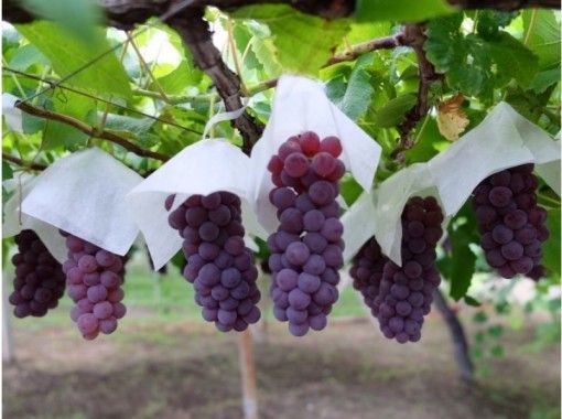【Yamanashi · Norishige】 Peach, cultivation experience of grapes ☆ Souvenirs with wine!の画像
