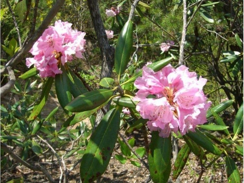 【長野・大町】春花三昧シャクナゲ！北アルプス山麓信濃大町をトレッキング「鍬ノ峰コース」８才～参加OK