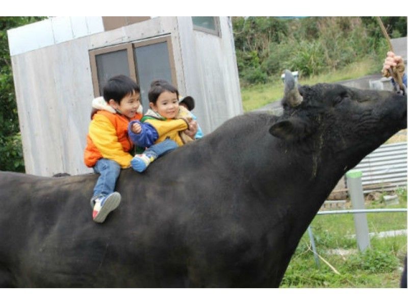 【沖縄・うるま】闘牛のお世話をしよう!3歳から参加OK、ふれあい体験