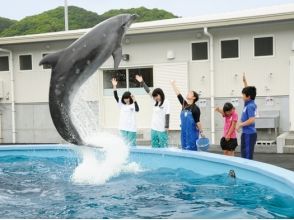 【高知・室戸岬】イルカにサインを出してみよう!〔トレーナー体験〕の画像