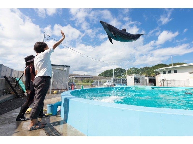 【高知・室戸岬】イルカにサインを出してみよう!〔トレーナー体験〕の紹介画像