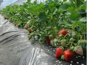 【Fukushima / Ninomatsu City】 Ichigo picking & strawberry mochi making! Organic vegetable lunch included