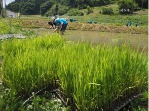 【Fukushima / Ninomatsu City】 Agricultural experience connected with nature! (Rice Planting)